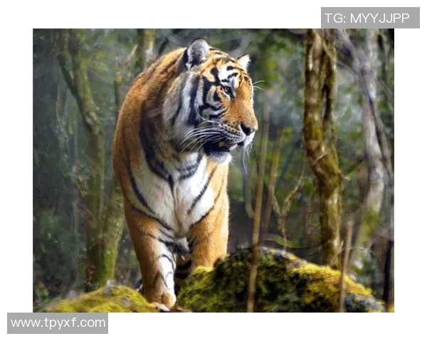 深圳与华南虎的传奇对决探索城市与自然的和谐共生之道
